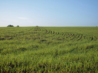 Field with wheat germ