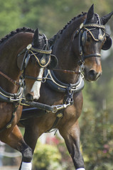 Sticker - combined driving horse competition pair