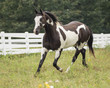 american paint quarter horse stallion