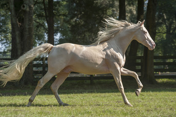 Cremallo Morgan Horse stallion canters across grass paddock