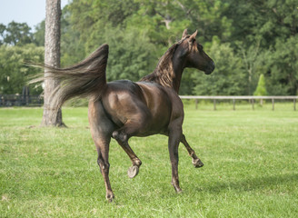 Wall Mural - Missouri Fox Trotter stallion runs