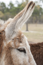 Eye And Very Long Ears Of A Mammoth Donkey