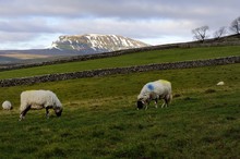 Sheep And Yorkshire Dales