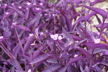 Purple Tradescantia Spiderwort Plant