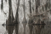 View Of Trees Growing In Caddo Lake