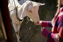 Midsection Of Girl Feeding Goat