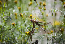 Close-up Of Praying Mantis On Yellow Flower Bud At Park
