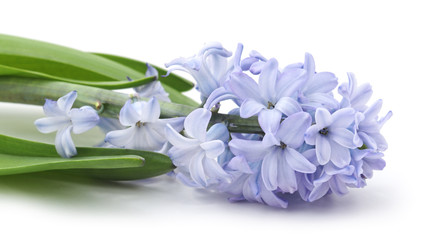 Wall Mural - Blue hyacinth.