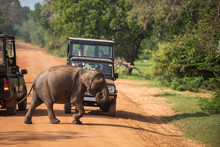Sri Lanka: Wild Baby Elephant Crossing Road In Yala National Park 
