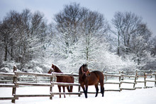 Chestnut Brown Horses In A Cold Winter Pasture