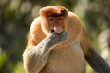 Portrait Of Fabulous Long-nosed Monkey