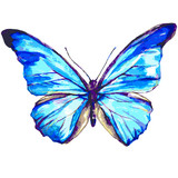 Fototapeta Motyle - color butterflies,isolated on a white