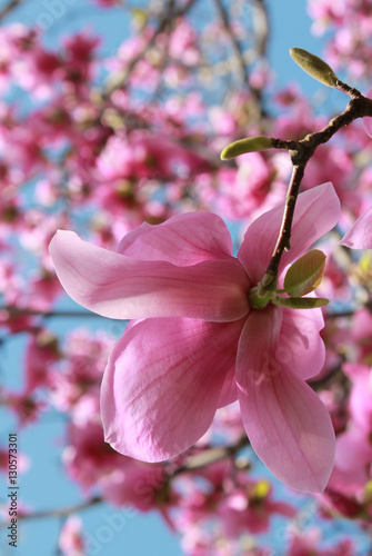 Cuadros en Lienzo Magnolia árbol en flor imagen vertical