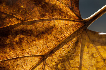 Autumn leaf