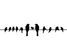 Silhouettes Of The Birds Sitting On Electric Wire