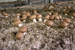 Mycelium Mushrooms champignons