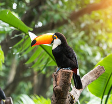Great Hornbill In Rainforest