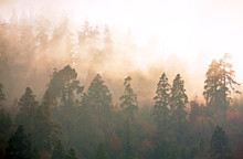 Majesty Of Nature: Misty Forest At Sunrise. Himalayan Pine-trees And Rhododendrons.