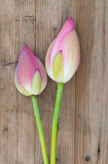 Bouquet lotus buds on wood background