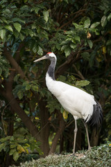  Red-Crowned crane in zoo