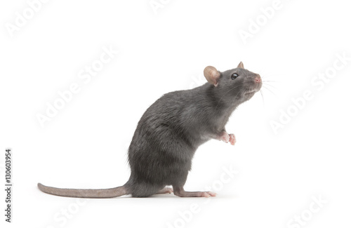 Fotografía rat isolated on white background