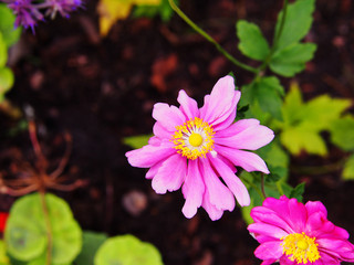 Anemone hupehensis var. japonica 'Prinz Heinrich' - Japanese anemone, thimbleweed, windflower 