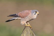 Kestrel Perched On A Fence Post With Country Field In Background.