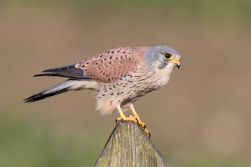 Wall Mural - kestrel perched on a fence post with country field in background.