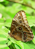 Fototapeta Zwierzęta - motyl