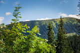 Fototapeta Na ścianę - A beautiful mountain landscape with trees