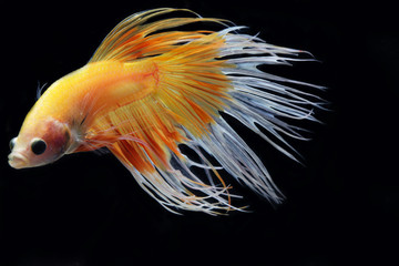 Wall Mural - yellow betta isolated on black background.