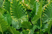 Abstract Background Of Big Green Leaves. Elephant Ear Plant Or Caladium Tree (Araceae)