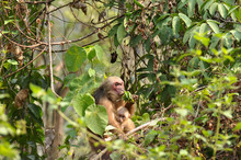 Mother Monkey Feeding On Leaf And Holding Baby