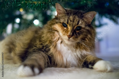 Fotografie, Obraz Angry calico tabby maine coon cat under Christmas tree