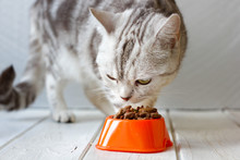 Grey Cat Eating Food From Orange Cat Bowl.