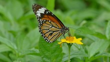 Butterfly (Common Tiger) And Flower