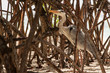Reiher zwischen Mangroven an tropischem Strand