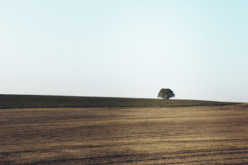 Wall Mural - beautiful landscape and lone tree in the fields