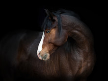 Portrait Of Bay Horse With Blue Eye Isolated On Black Background