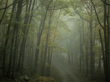 Misty Tree Lined Road In Forest