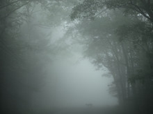 Animal In Misty Forest