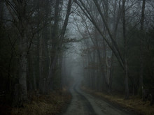 Forest  Road In The Fog