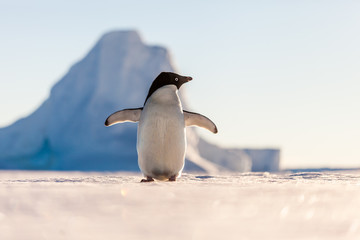 Wall Mural - Cheering Adelie penguin