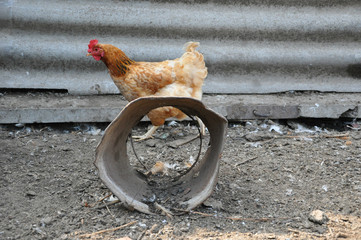 cock or hen as new year symbol