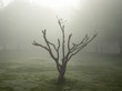 © Noah Kalina - Single tree in fog
