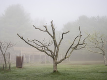 Single Tree In Fog 