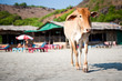 © lyubimtseva_k - Корова на пляже в Индии, Гоа / Cow on the beach in India, Goa