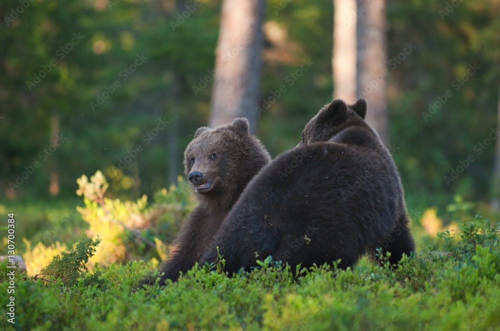 Cubs of Brown bear (Ursus Arctos Arctos) in the summer forest. Natural ...