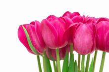 Tulips On White Background, Close Up