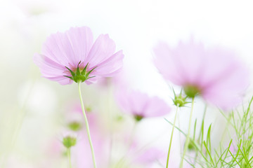 beautiful pink cosmos flowers full field